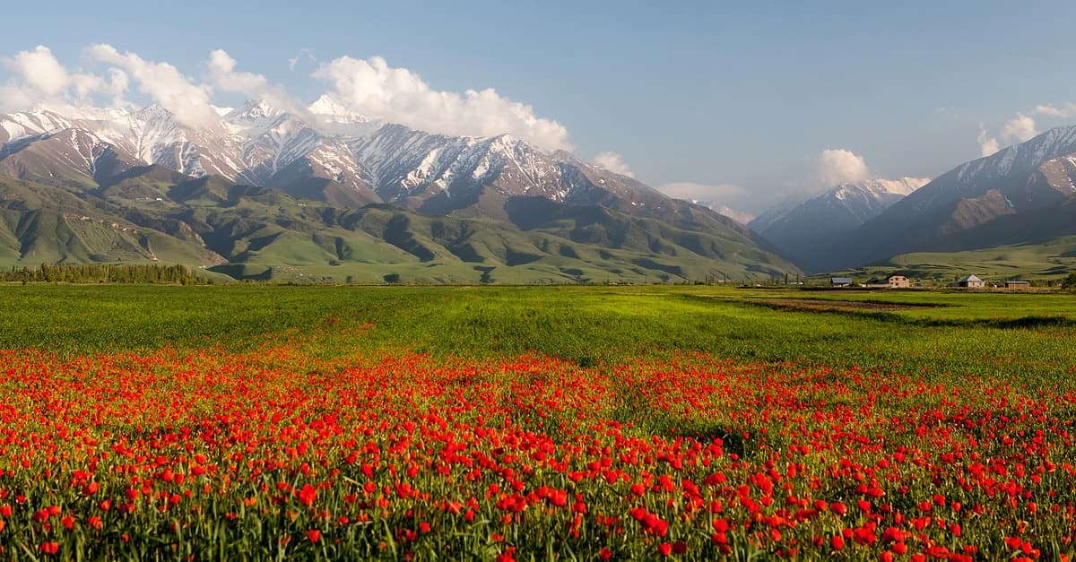 La Valle dei Fiori di Kok Zhaiyk